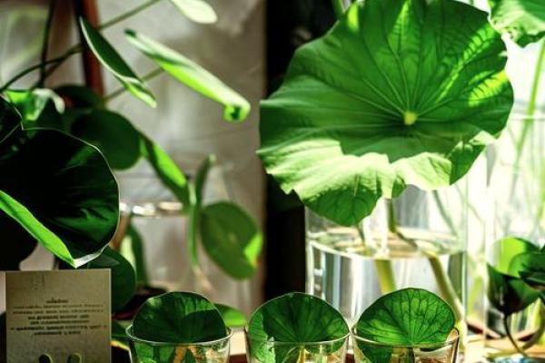 爱情风水不好应摆放哪些有利于感情的装饰品