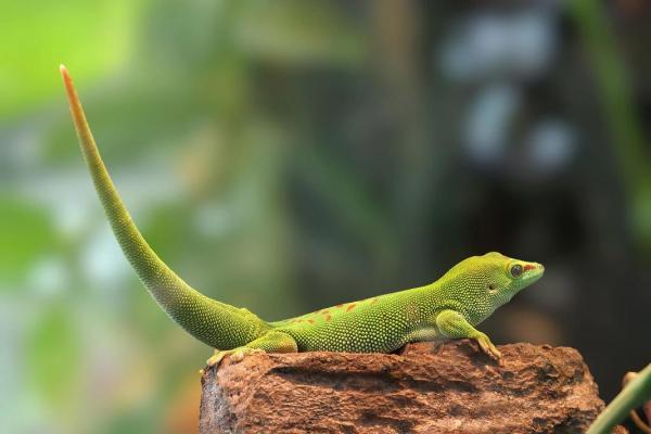 风水学家里有壁虎什么征兆是吉吗