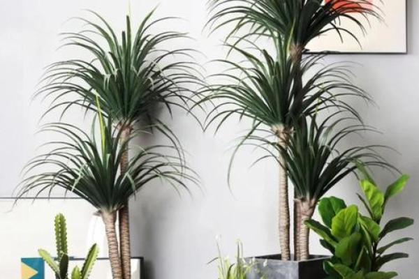 办公室风水植物_老板的办公室要放什么植物