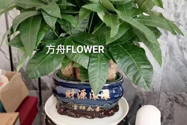 办公室风水植物_老板的办公室要放什么植物