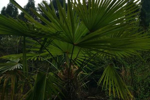 扇子树的风水 扇子树的风水讲究