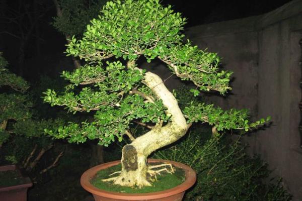 最旺宅的风水树罗汉松图片