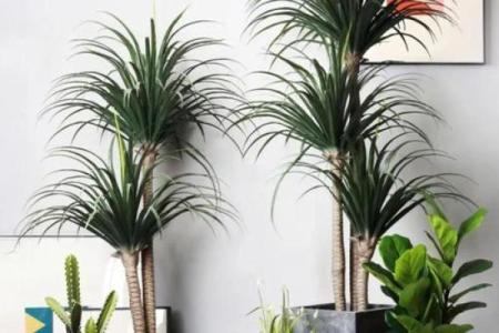 办公室风水植物_老板的办公室要放什么植物