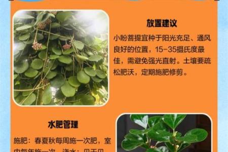 扇子树的风水 扇子树的风水讲究