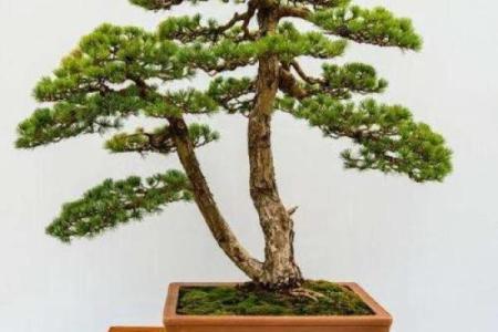 最旺宅的风水树罗汉松图片