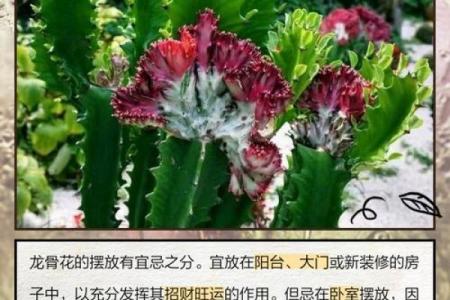 龙骨花有哪些风水作用？