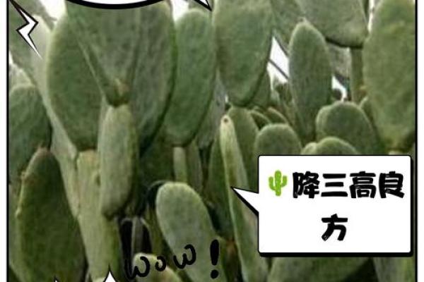 仙人掌的风水作用，仙人掌的风水作用禁忌
