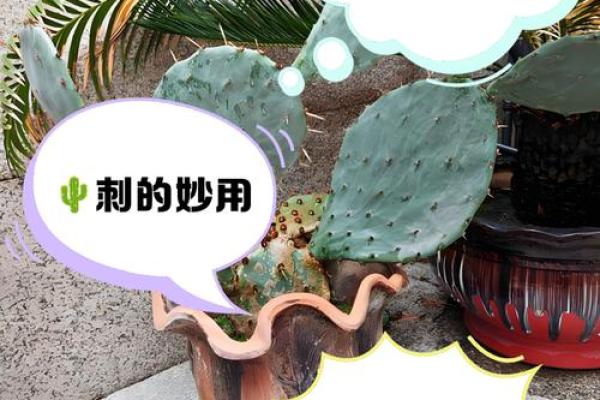 仙人掌的风水作用，仙人掌的风水作用禁忌