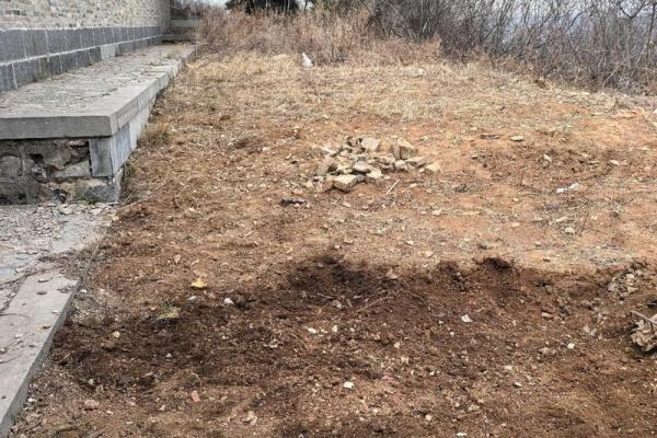 别乱栽树，坏了风水哭都来不及