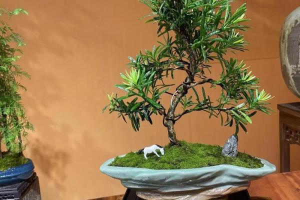 公司风水_办公室摆放迎客松盆景什么位置更佳