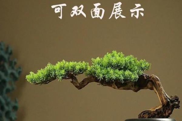 公司风水_办公室摆放迎客松盆景什么位置更佳