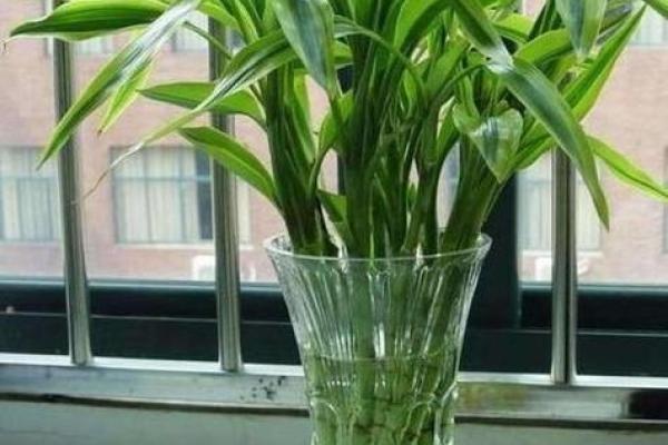 办公室最旺风水植物象征财源广进