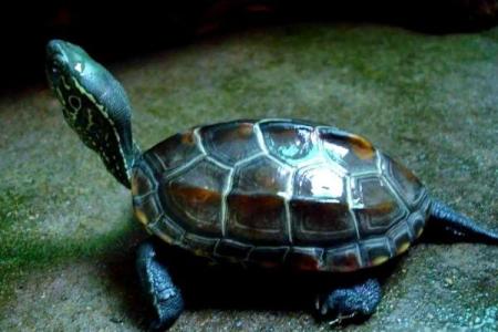 住宅养龟风水禁忌有什么说法作用