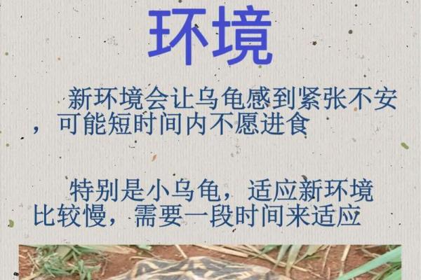 风水上养龟为什么不能养双,有这说法吗-