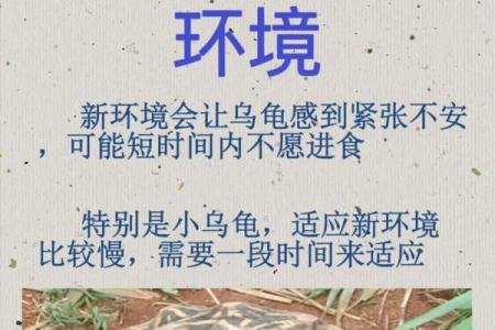 风水上养龟为什么不能养双,有这说法吗-