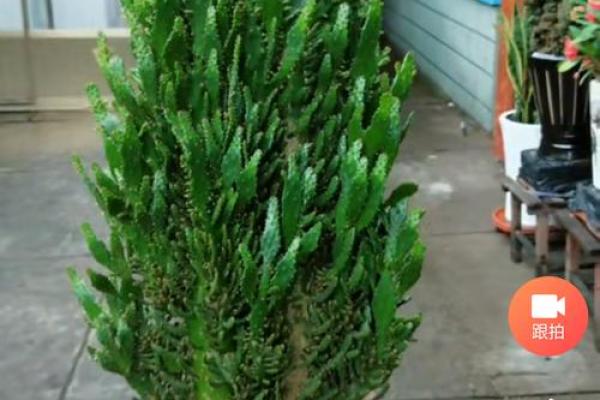 千手观音植物风水