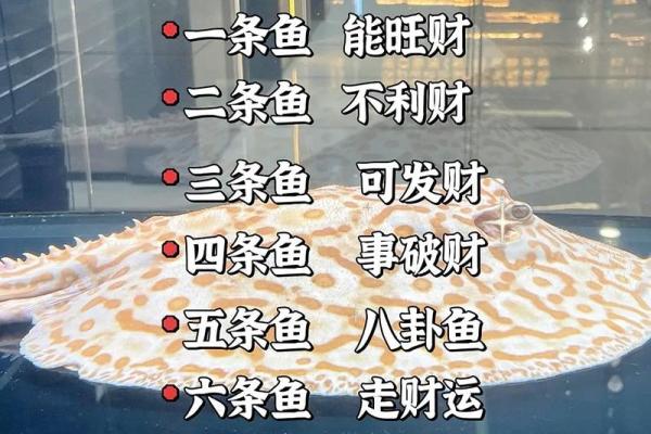 记住这些养鱼风水,会让你财源滚滚来