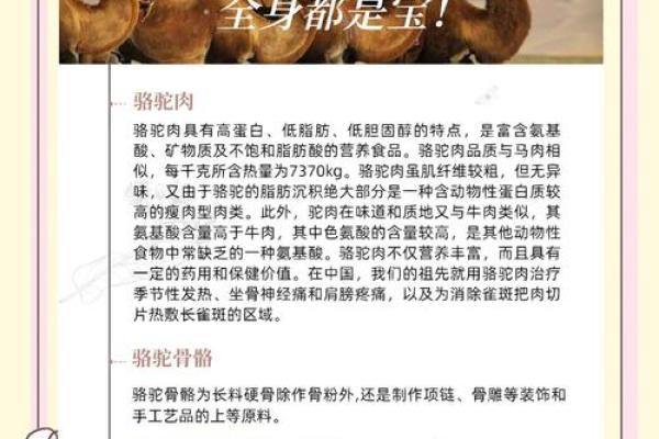 在风水上看沙漠骆驼是否具有良好的作用