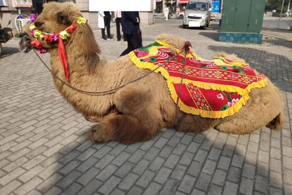 在风水上看沙漠骆驼是否具有良好的作用