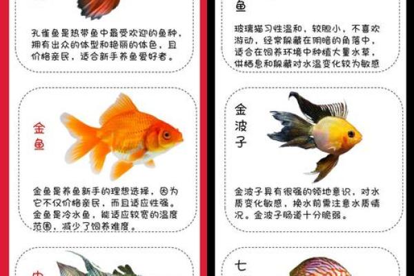 养鱼喜忌：家庭养鱼的风水讲究