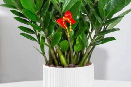 办公室摆放什么花可以招财风水