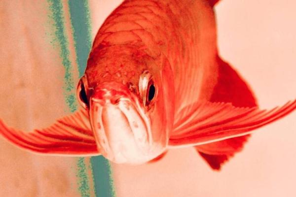 办公室养鱼风水也有讲究 不注意的话就犯了大忌