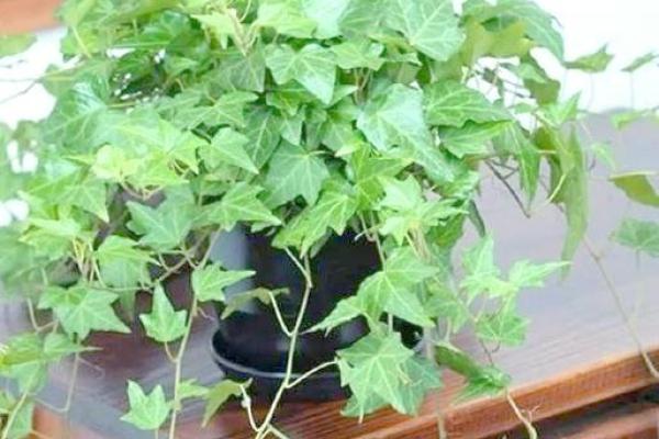 卫生间摆放植物有哪些风水讲究