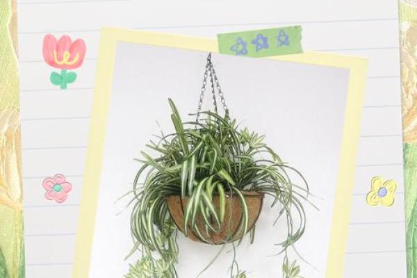 客厅植物摆放风水也有讲究 这些你都了解吗