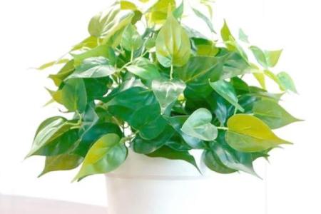 卫生间摆放植物有哪些风水讲究