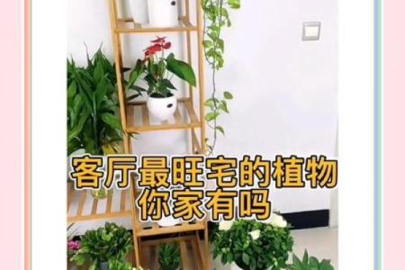 客厅植物摆放风水也有讲究 这些你都了解吗