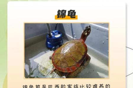 风水化煞龟选哪种如何选择适合自己的？