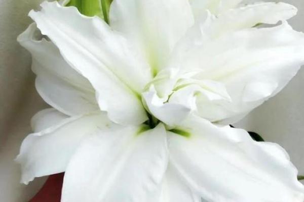 百合花有哪些风水作用