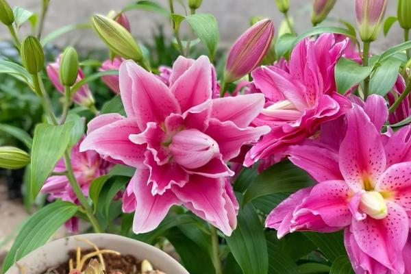 百合花有哪些风水作用