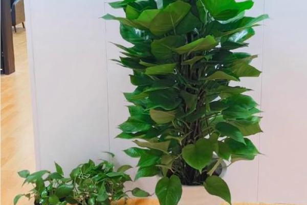 绿萝风水_进门看绿植好吗 绿萝风水_进门看绿植好吗