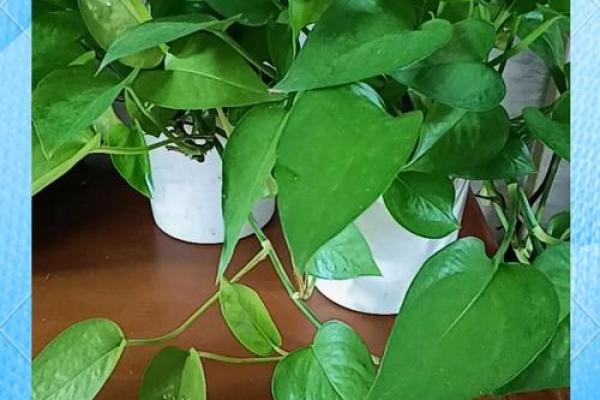 绿萝风水_进门看绿植好吗 绿萝风水_进门看绿植好吗