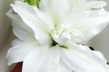 百合花有哪些风水作用