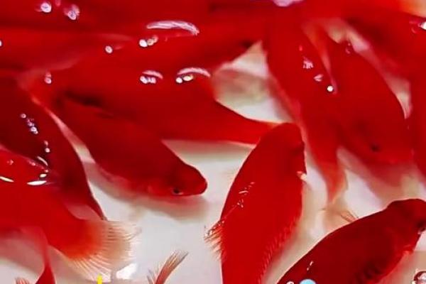 在家养什么鱼风水好？