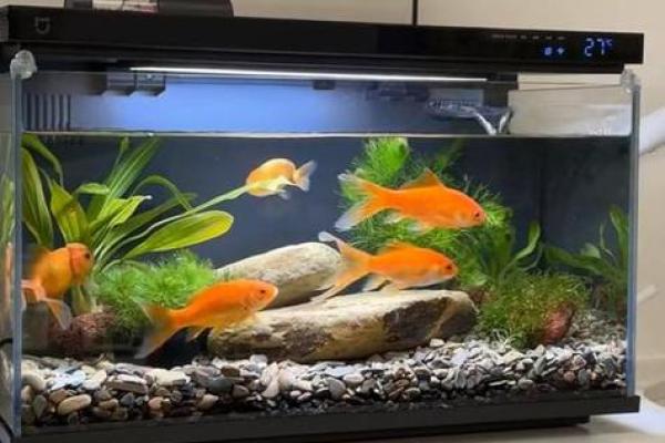 家里鱼缸风水