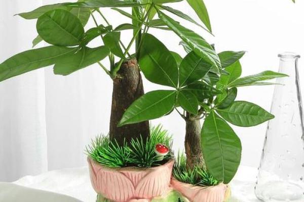 简单的风水改运,绿植摆放指南 简单的风水改运,绿植摆放指南