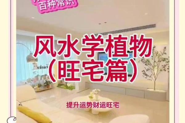 简单的风水改运,绿植摆放指南 简单的风水改运,绿植摆放指南