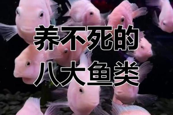 风水,什么类型的八字适合养鱼 风水,什么类型的八字适合养鱼