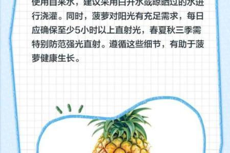 家居风水如何在家里种植菠萝为家庭带来好运
