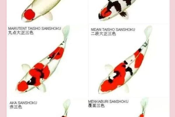 风水鱼的摆放，风水鱼摆放鱼头朝里还是朝外好