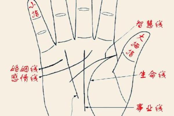 《手相学习百科》：指纹