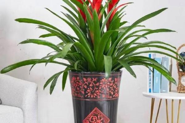 生肖属兔求财财神放哪个方向 养什么植物最旺财