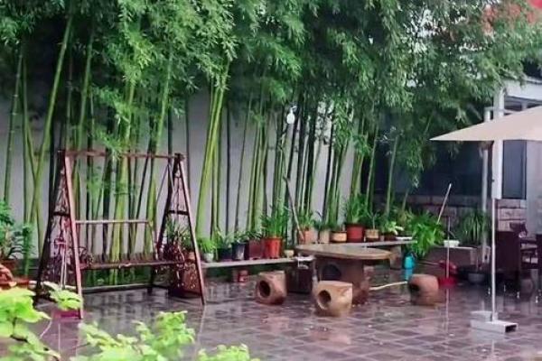 竹子在院子哪个方位好 竹子在院子哪个方位好