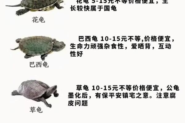 乌龟一般养几只吉利养龟风水养单数还是双数好 乌龟一般养几只吉利养龟风水养单数还是双数好
