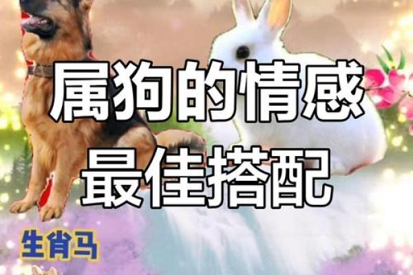 生肖属兔和属狗的合不合 相合配对指数 生肖属兔和属狗的合不合 相合配对指数