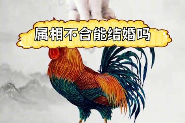鸡跟什么生肖配对最好 鸡跟什么生肖配对最好