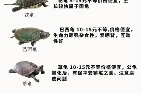 乌龟一般养几只吉利养龟风水养单数还是双数好